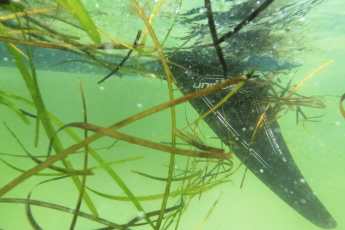 How to find the right weed fin for you