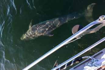 Wenn der Delphin mit dem Schiff spielt