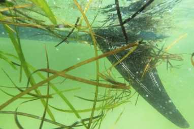 How to find the right weed fin for you