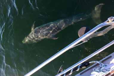 Wenn der Delphin mit dem Schiff spielt