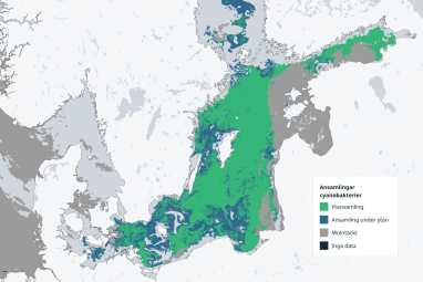 Algae bloom in the Baltic Sea in full swing