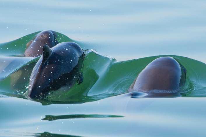 Allianz fordert mehr Schutz im Gebiet vor Sylt