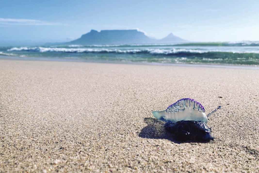 Returning to Mother City - Faszination Kapstadt und die Schattenseiten