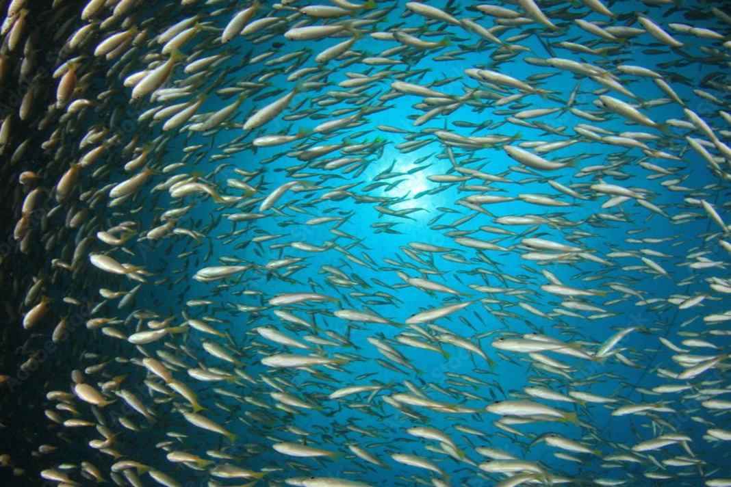 “Keine Trendwende in Sicht” – so schlecht steht es um die Ostsee