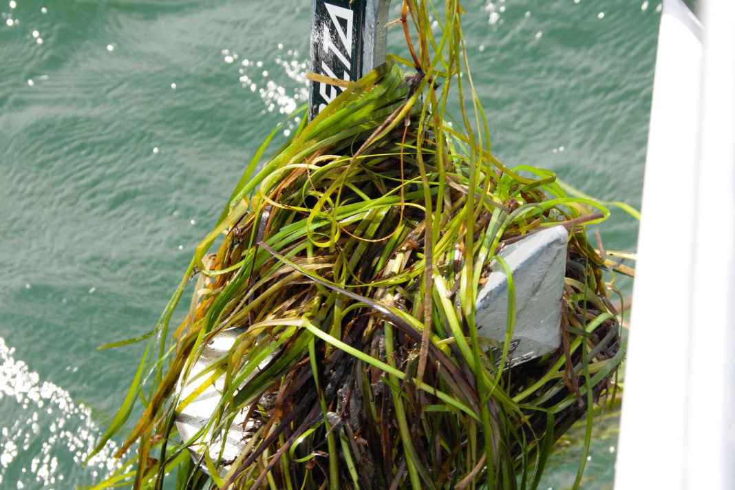 New app helps protect seagrass beds