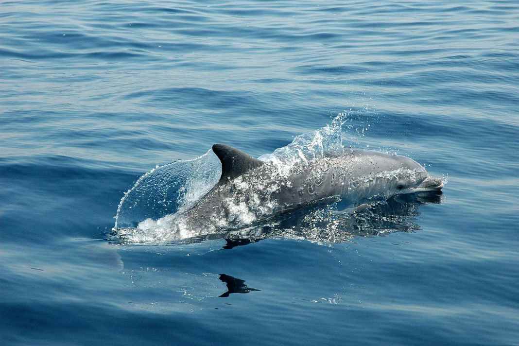 Dolphins spotted in the Apenrad Fjord