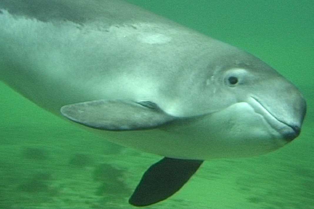 Motorboat drivers support noise measurements to protect harbour porpoises