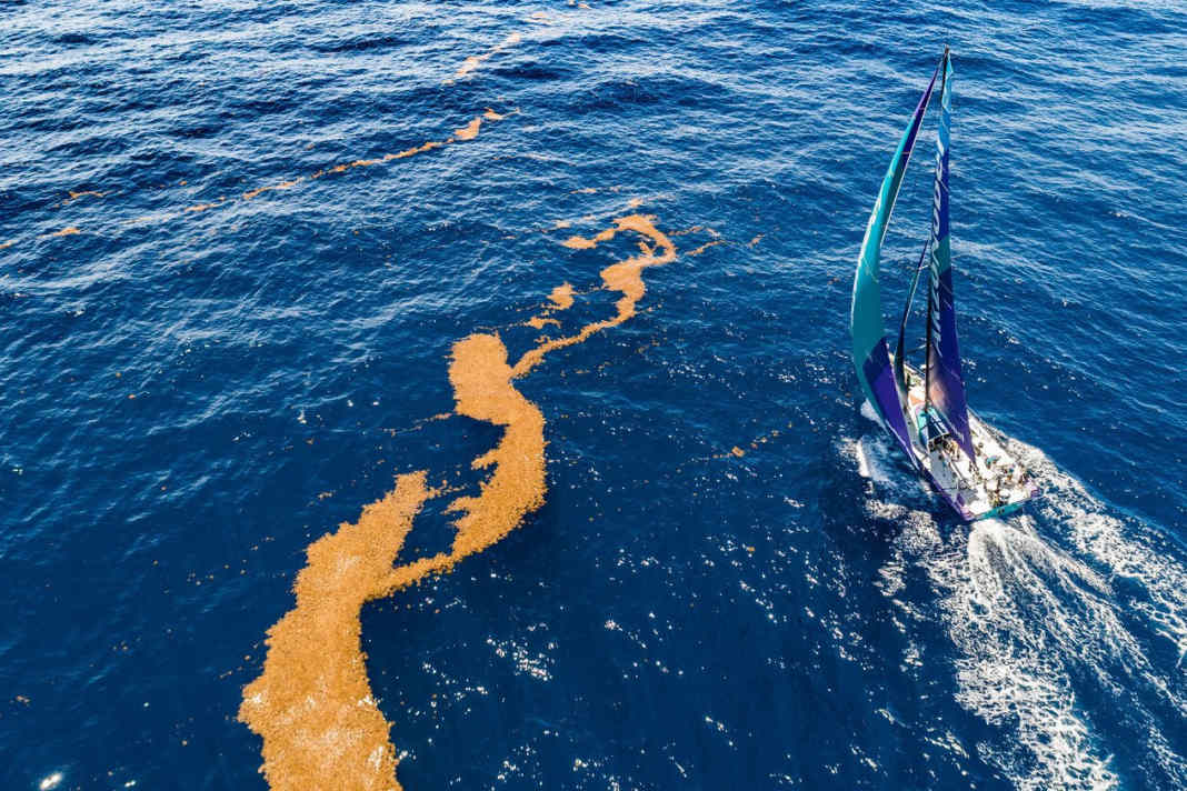 The ordeal with the seaweed of the Sargasso Sea