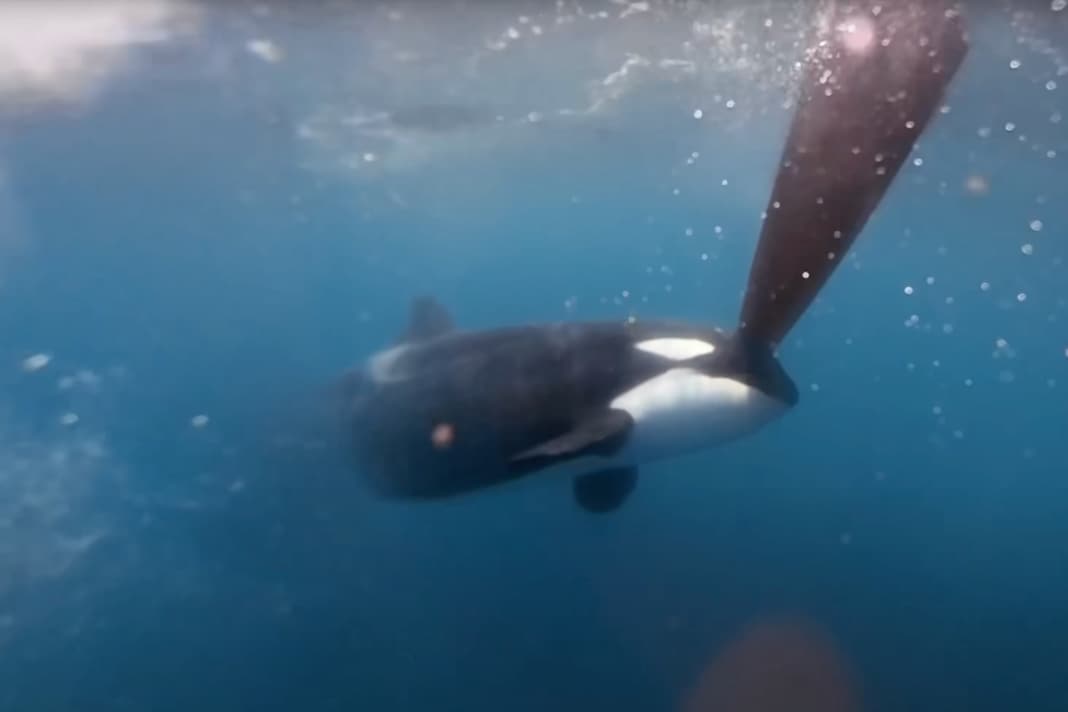 Orca-Angriffe auf VO65-Yachten, Team Malizia rückt vor
