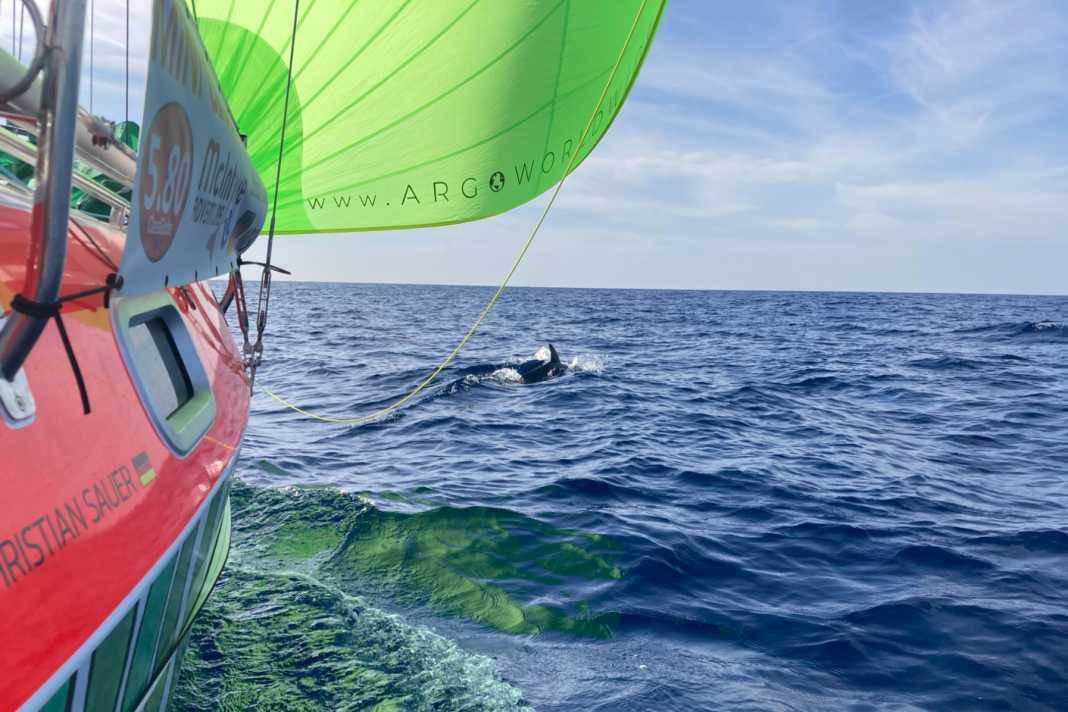 German mini-sailor reaches Antigua