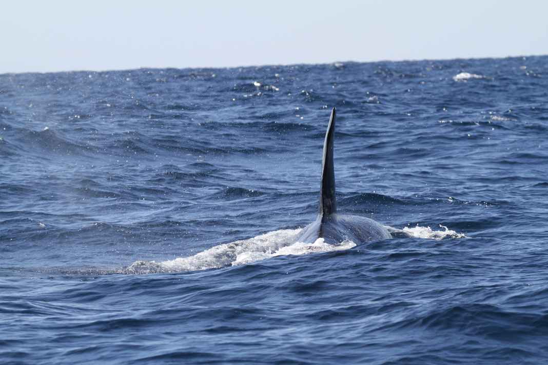 Orcas reißen Ruder ab, werfen die Yacht herum