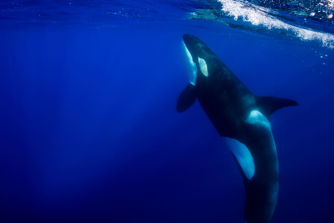 Das Rätsel der Orca-Angriffe – 40 Fälle untersucht