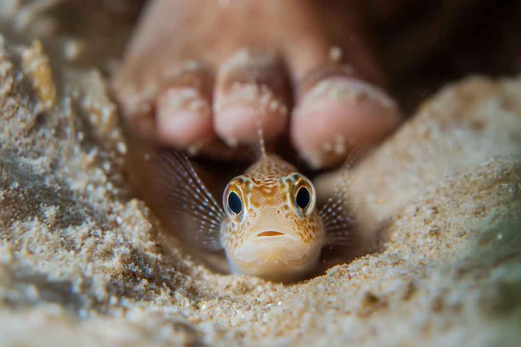 Petermännchen, a painful danger on the coasts