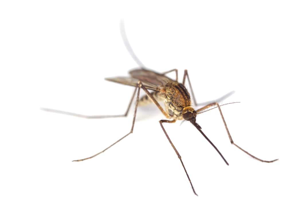 How to protect yourself from mosquitoes in summer
