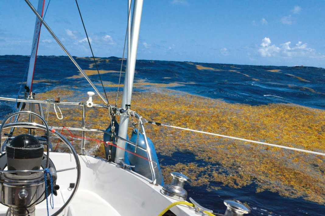 Le alghe stanno diventando un problema in acqua e sulle spiagge