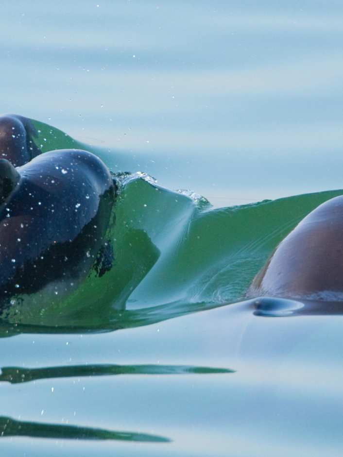 Allianz fordert mehr Schutz im Gebiet vor Sylt