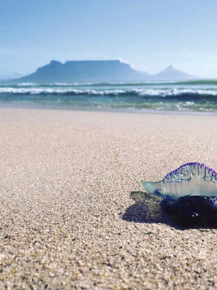 Returning to Mother City - Faszination Kapstadt und die Schattenseiten