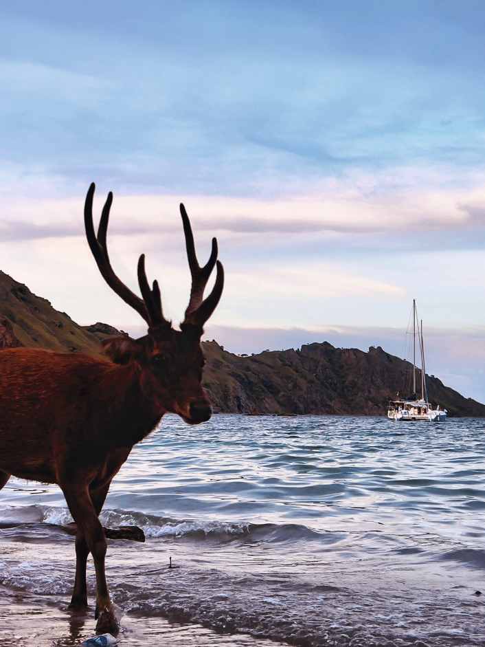 Tour des îles en catamaran
