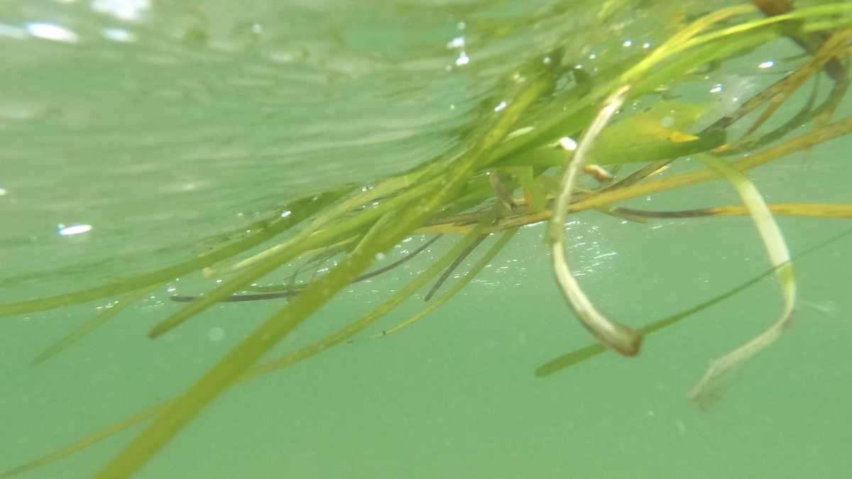 Ostseeschutz-Wer-Seegras-pflanzt-soll-zahlen-Bundesbeh-rde-stoppt-Freiwillige