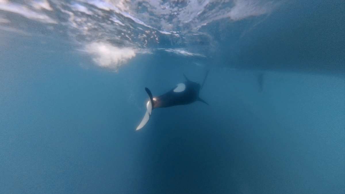 Stra-e-von-Gibraltar-Auf-Kuschelkurs-mit-den-Orcas-