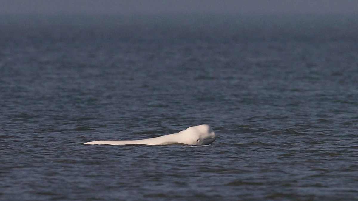 Extrem-selten-Belugawal-vor-Holland-aufgetaucht