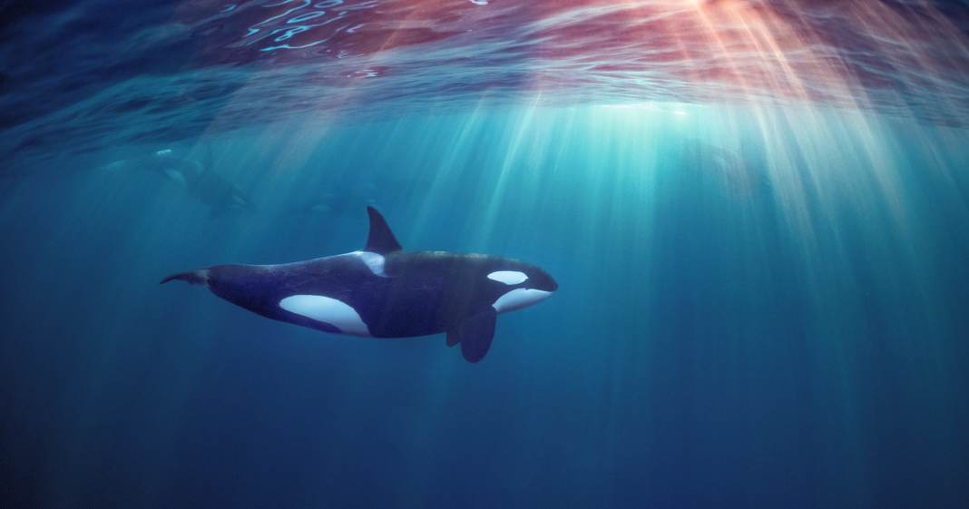 Orca-Angriff-im-flachen-Wasser-nahe-der-K-ste-Portugals