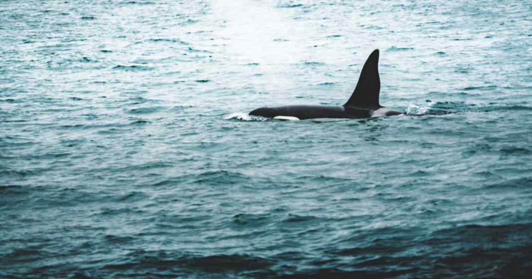 Denmark: Orca alarm in the Øresund | YACHT