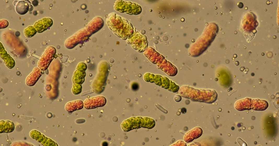 K-nstliche-Intelligenz-im-Umweltschutz-Ein-digitaler-Zwilling-der-K-ste