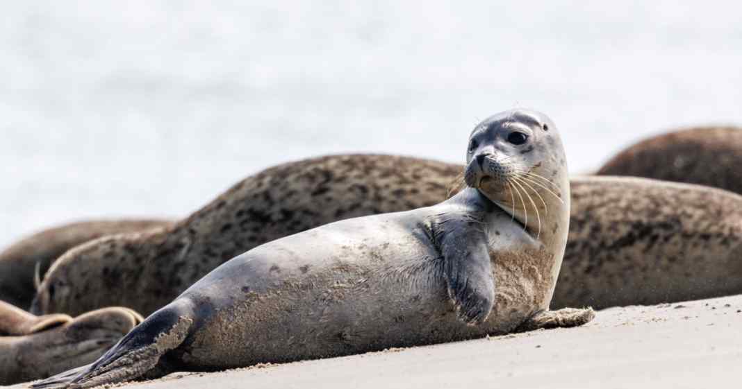 -Babyboom-an-deutschen-K-sten-Seehund-Population-wirft-Fragen-auf