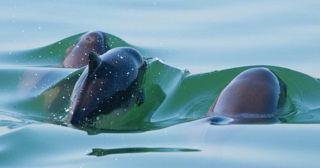Forderung-nach-mehr-Artenschutz-Schweinswal-Population-unter-Druck