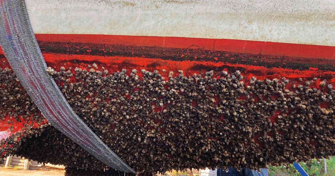 Bewuchsschutz-Alles-ber-Antifouling-Systeme