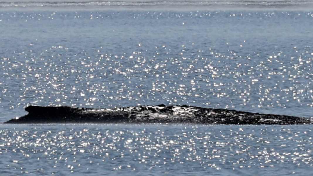 Whale rescue off Poel: The last hope for humpback whale Timmi