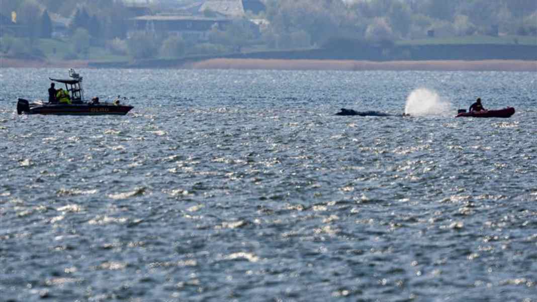 Trembling off Poel: Humpback whale Timmi is free but motionless