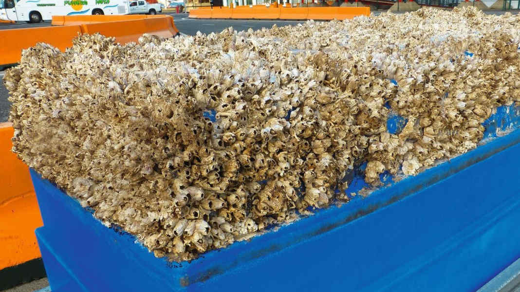 Wasserwiderstand durch Bewuchs - AUSGEBREMST