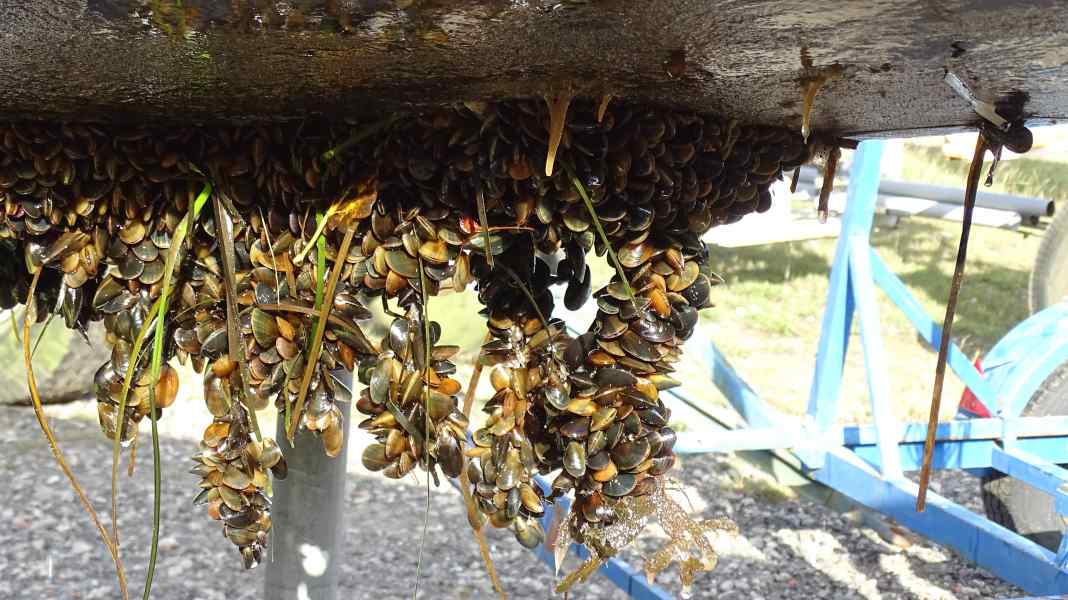 Umwelt: Was tun gegen Bewuchs am Rumpf?