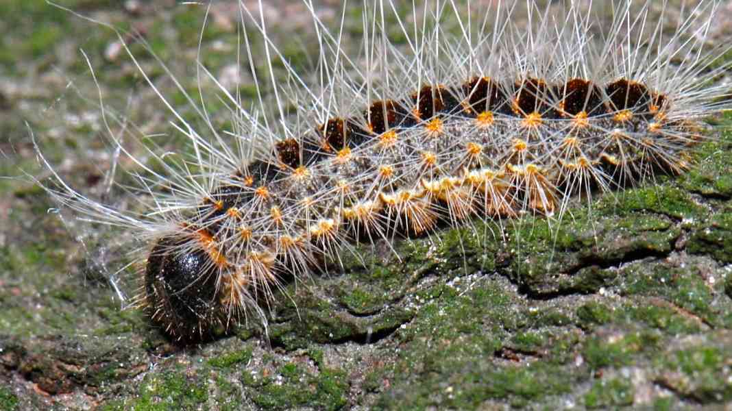 Warning of poisonous caterpillars on the banks of the Rhine