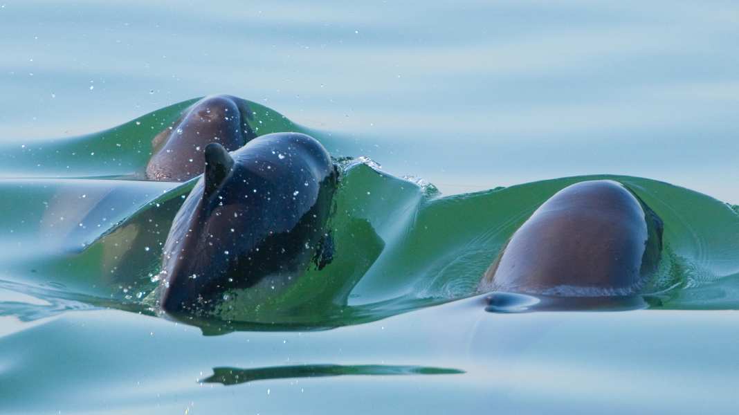 Harbour porpoise protection: Guidelines for motorboat drivers in Lillebælt