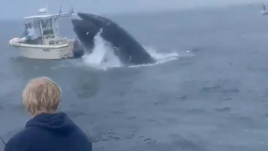 Filmato di testimoni oculari: la megattera si schianta contro la barca e catapulta il pescatore in mare