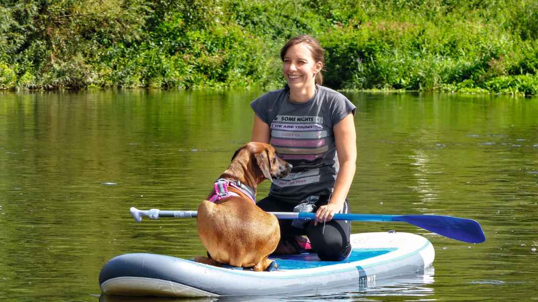 Dog and SUP: tips for paddling with a dog