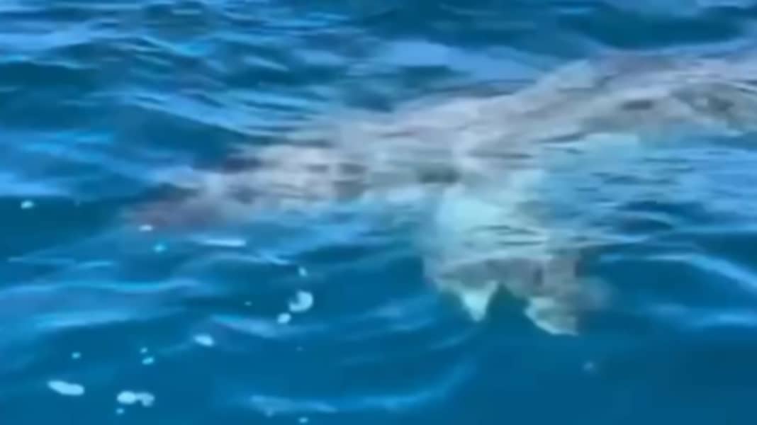 Mallorca: Shark spotted during iQFOiL training in the bay of Palma