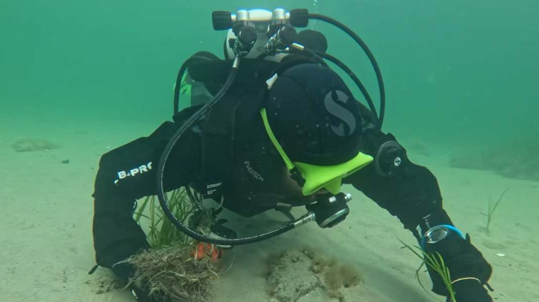 Meeresschutz: Weitere Seegras-Pflanzaktion am Wulfener Hals vor Fehmarn