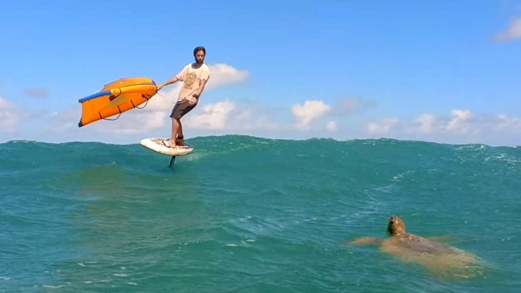 Endless Winging - turtles, shorts and endless waves