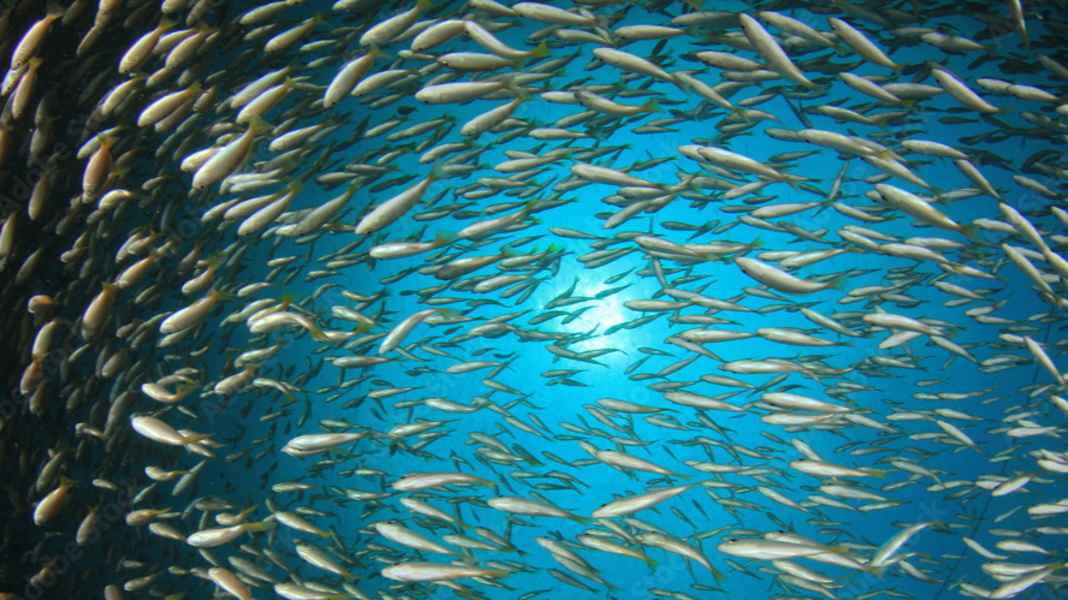 Dr. Burkard Watermann: “Eine Trendwende ist nicht in Sicht” – so schlecht steht es um die Ostsee