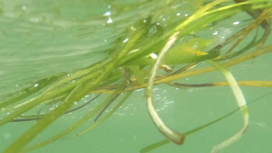 Ostseeschutz mit Preisschild: Bundesbehörde stoppt Seegras-Renaturierung