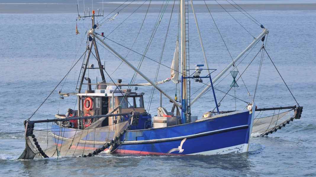 The end for shrimp fishermen: between scrapping premium and existential fears
