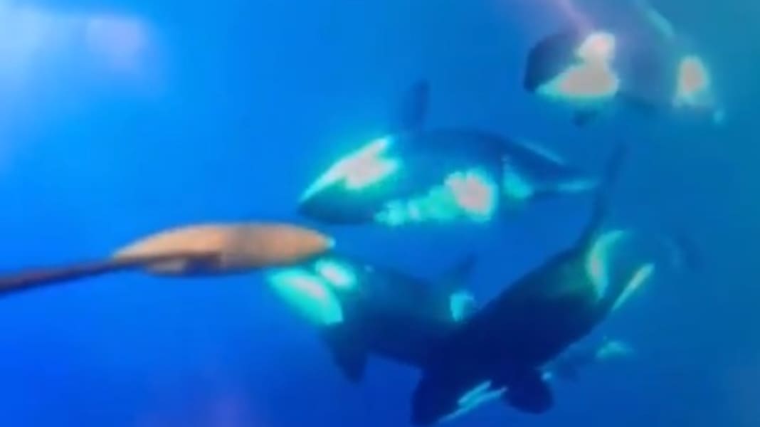 Whale interactions: Team Malizia in contact with five orcas