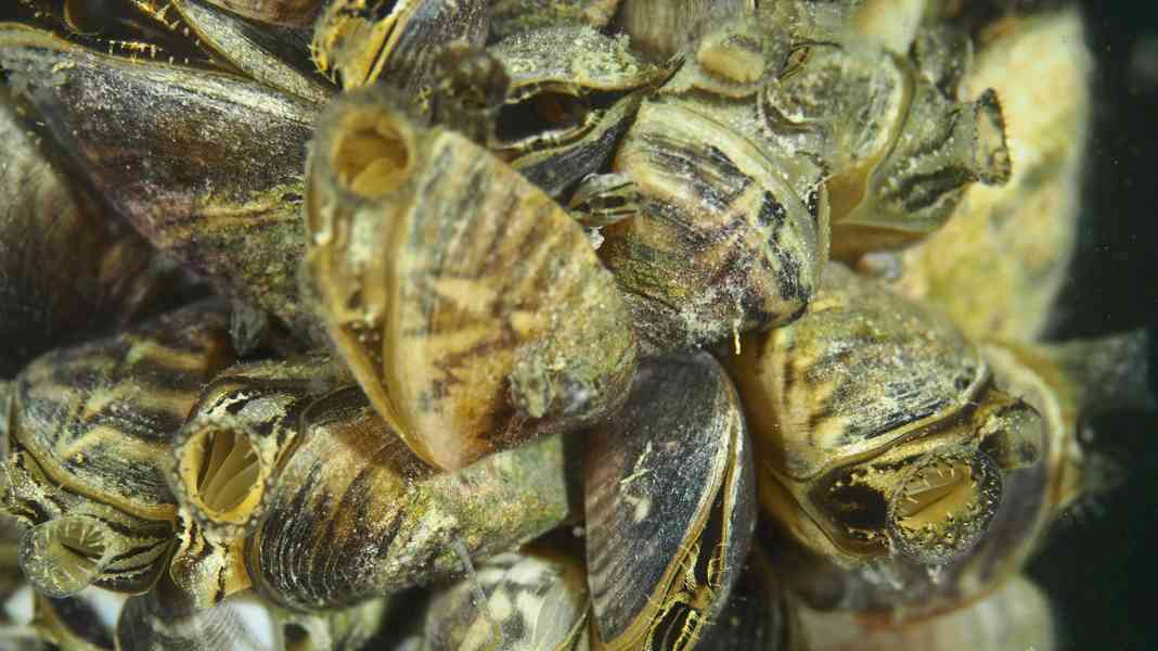 Quaggamuschel-Invasion: Reinigungspflicht für Boote am Bodensee?