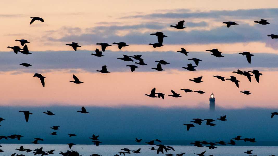 Norderney: Faro con identificazione modificata