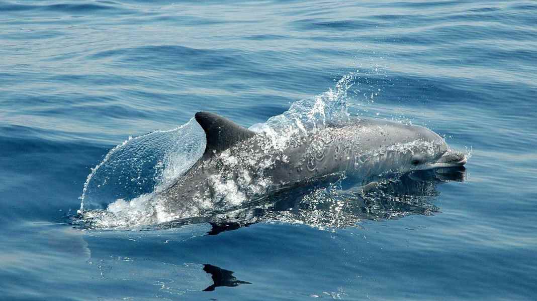 Ostsee: Delfine in der Apenrader Förde gesichtet