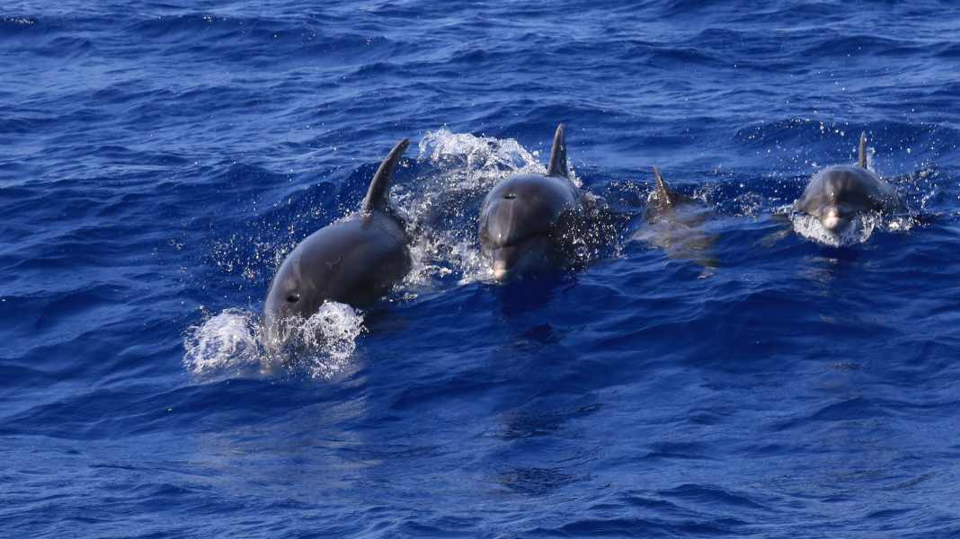 Verhalten wie Orcas: Dänemark warnt vor Begegnungen mit Delfinen